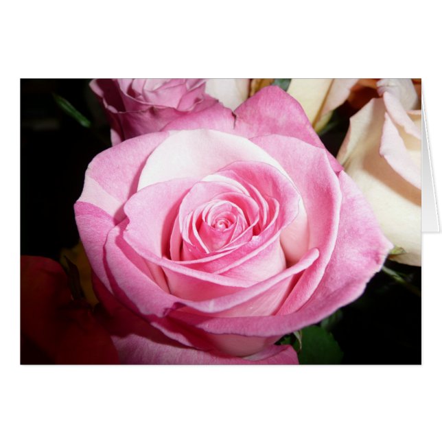 Color de rosa rosado (Anverso (Horizontal))