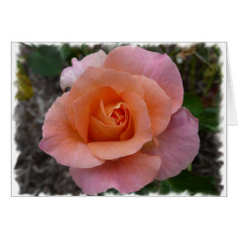 Color de rosa rosado