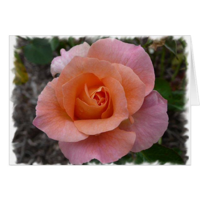 Color de rosa rosado (Anverso (Horizontal))