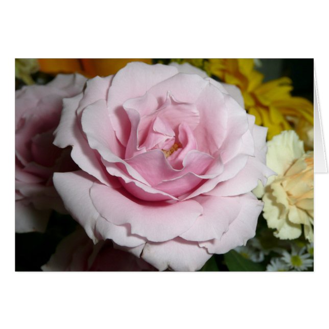 Color de rosa rosado (Anverso (Horizontal))