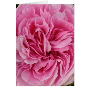 Color de rosa rosado enorme