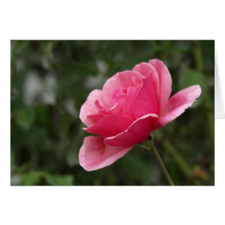 Color de rosa rosado lleno