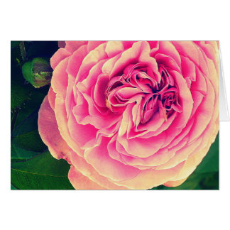 Color de rosa vibrante