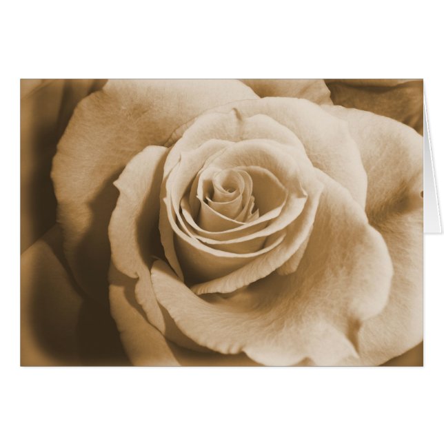 Color de rosa viejo (Anverso (Horizontal))
