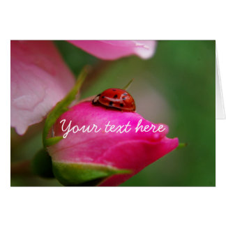 Color de rosa y mariquita