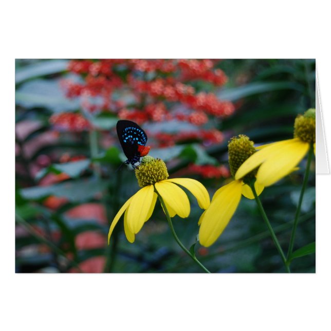 Color delgado (Anverso (Horizontal))