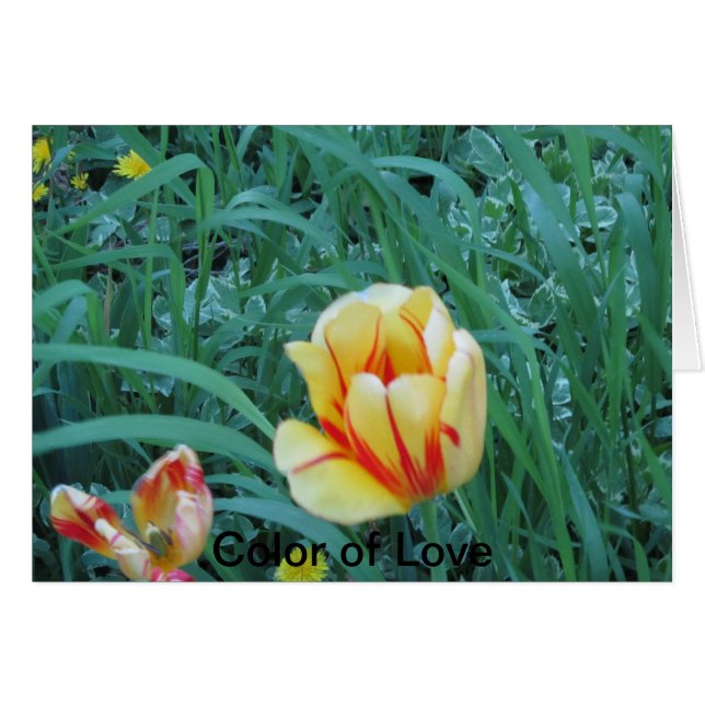 Color of Love (Anverso (Horizontal))