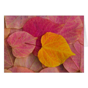 Color otoñal en Forest Pansy Redbud caído