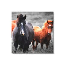 Color selectivo del caballo arte de la fotografía 