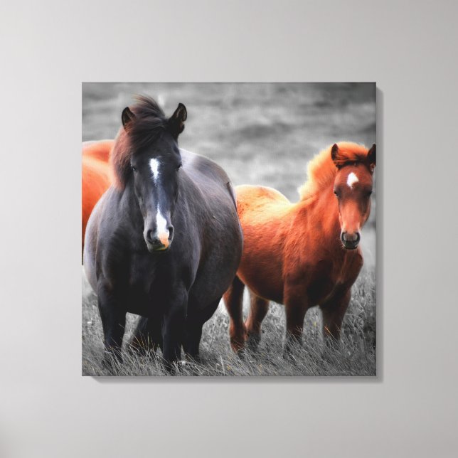 Color selectivo del caballo arte de la fotografía  (Anverso)