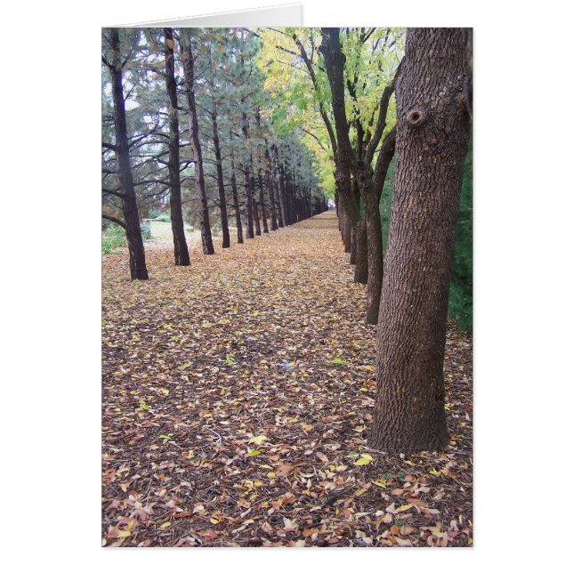 Colorado Autumn Lane (Frente)
