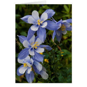 Colorado Blue Columbine cerca de Telluride Colorad