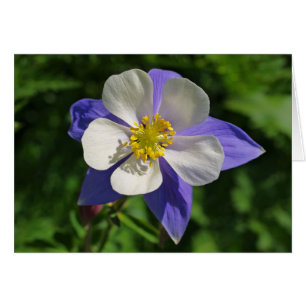 Colorado Columbine