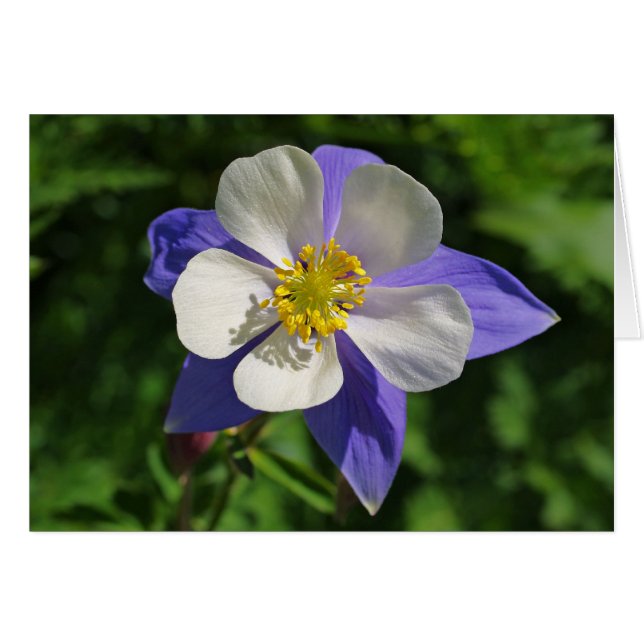 Colorado Columbine (Anverso (Horizontal))
