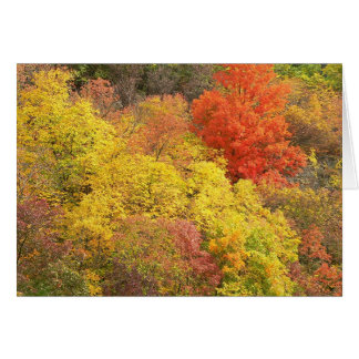 Colores de caída