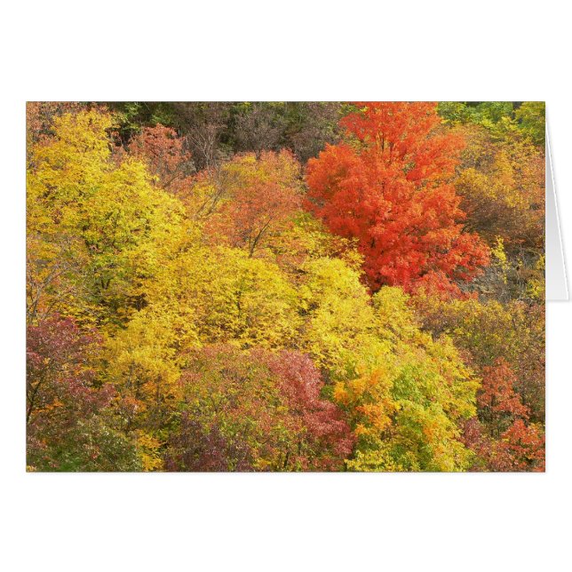 Colores de caída (Anverso (Horizontal))
