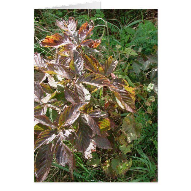 Colores de caída (Frente)