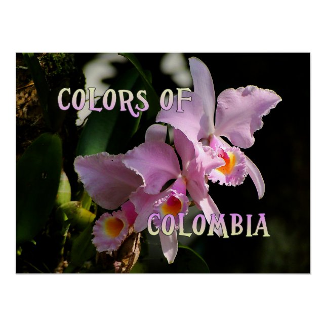 Colores de Colombia Poster de orquídeas Cattleya (Anverso)
