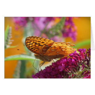 Colores de Fritillary - Mariposa