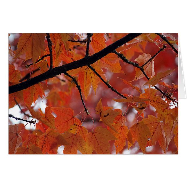 COLORES DE LA CAÍDA (Anverso (Horizontal))