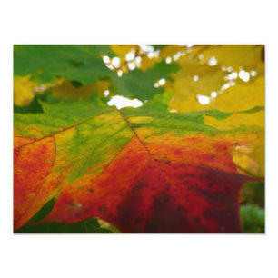 Colores de la hoja de arce Fotografía de la natura
