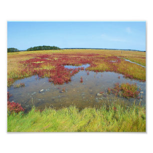 Colores De La Impresión Fotográfica De Marsh
