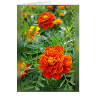 colores de las marigolas