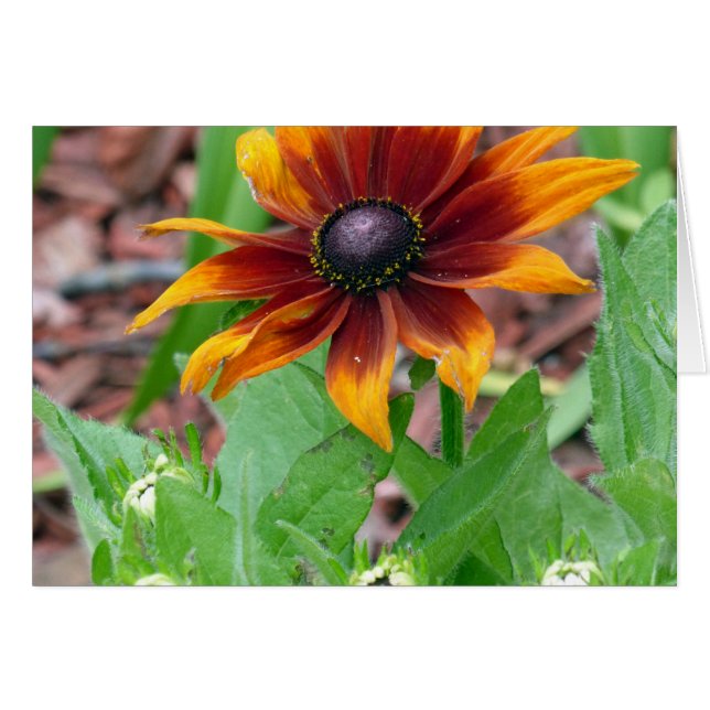 Colores otoñales (Anverso (Horizontal))