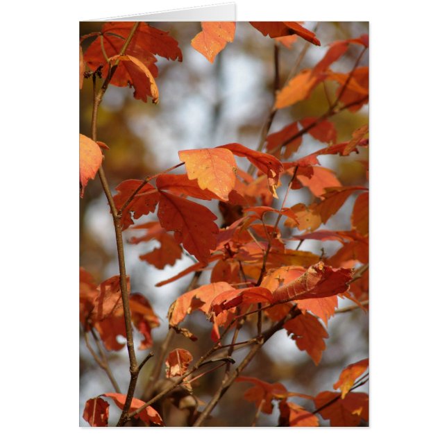 Colores otoñales (Frente)