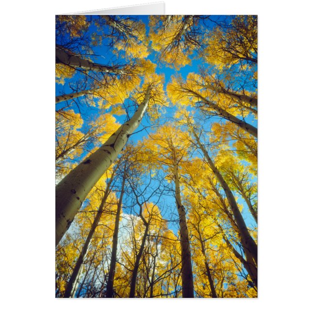 Colores otoñales 2 (Frente)