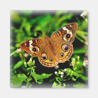 Colores verdaderos - Imán Buckeye Butterfly