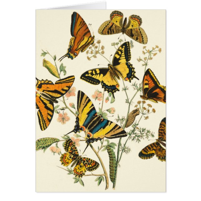 Colorida reunión de mariposas y orugas (Frente)