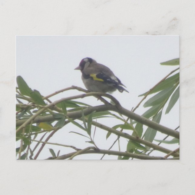 Colorida tarjeta postal Goldfinch DIY (Anverso)