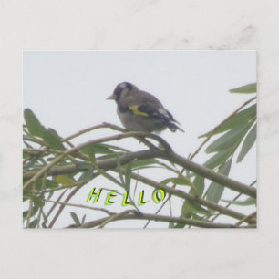 Colorida tarjeta postal Goldfinch Hello