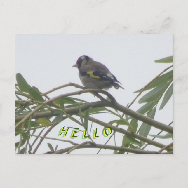 Colorida tarjeta postal Goldfinch Hello (Anverso)