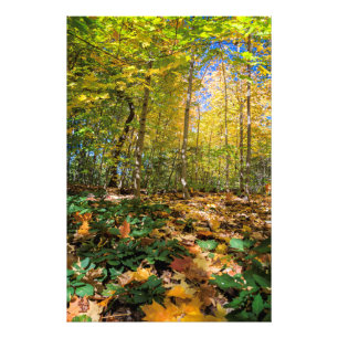 Colorida vista de Central Park Foto impresa