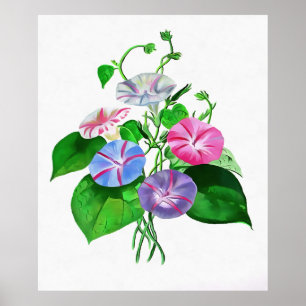 Colorido Escalamiento Mañana Gloria Arte Botánico