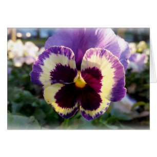 colorido resorte Pansy