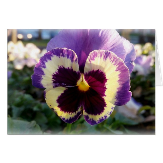 colorido resorte Pansy (Anverso (Horizontal))
