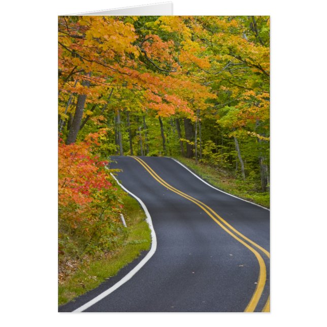 Coloridos arboles de arce en otoño en escena (Frente)