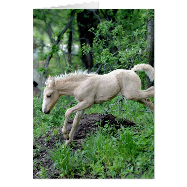 Colt Saltando (Frente)