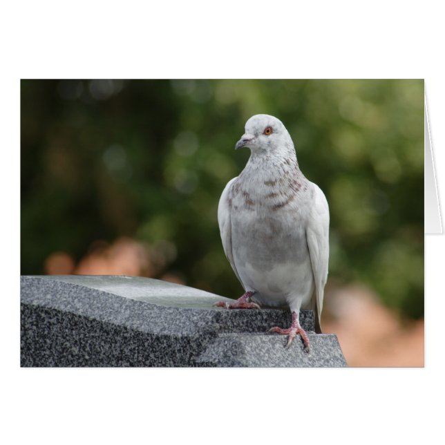 Columba livia domestica (Anverso (Horizontal))