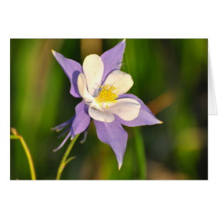 Columbina