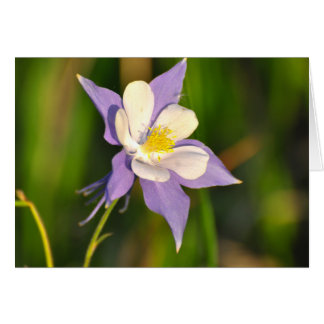 Columbina