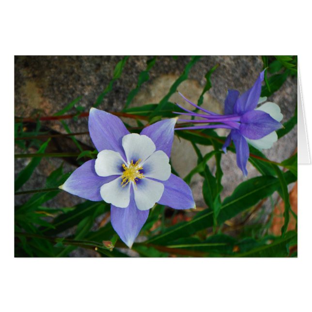 Columbina azul (Anverso (Horizontal))