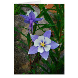 Columbina azul
