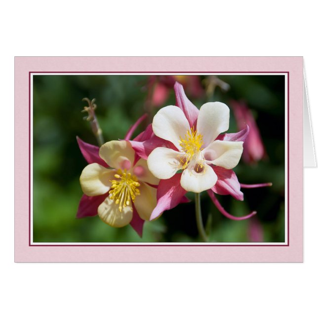 Columbine (Anverso (Horizontal))