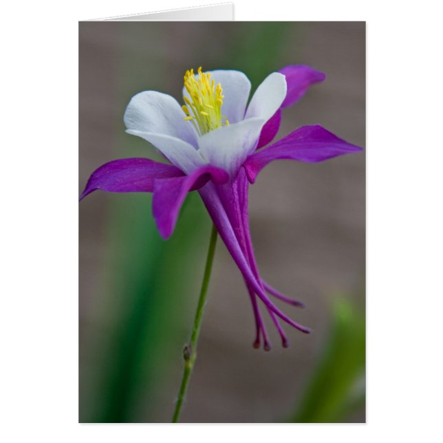 Columbine (Frente)