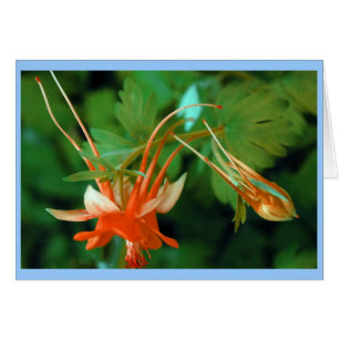 Columbine