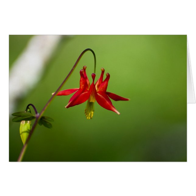 Columbine 01 (Anverso (Horizontal))